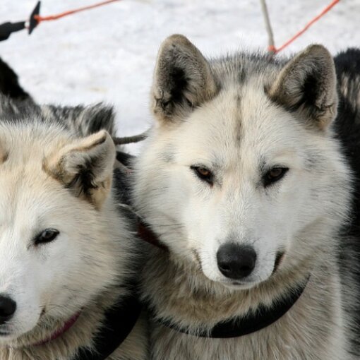 Hundeschlitten Huskys | © Pixabay